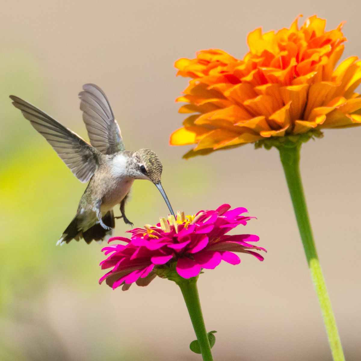 butterfly and hummingbird flower seeds Hummingbird & Butterfly Pollinator Wildflower Garden Confetti Seed Bal – Garden & Grove