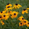 Black-Eyed Susan Wildflower Garden Confetti Seed Balls