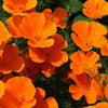 California Poppy Wildflower Garden Confetti Seed Balls