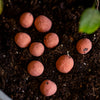 Red Poppy Wildflower Garden Confetti Seed Balls