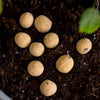 Golden Sunflower Wildflower Garden Confetti Seed Balls