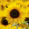 Golden Sunflower Wildflower Garden Confetti Seed Balls