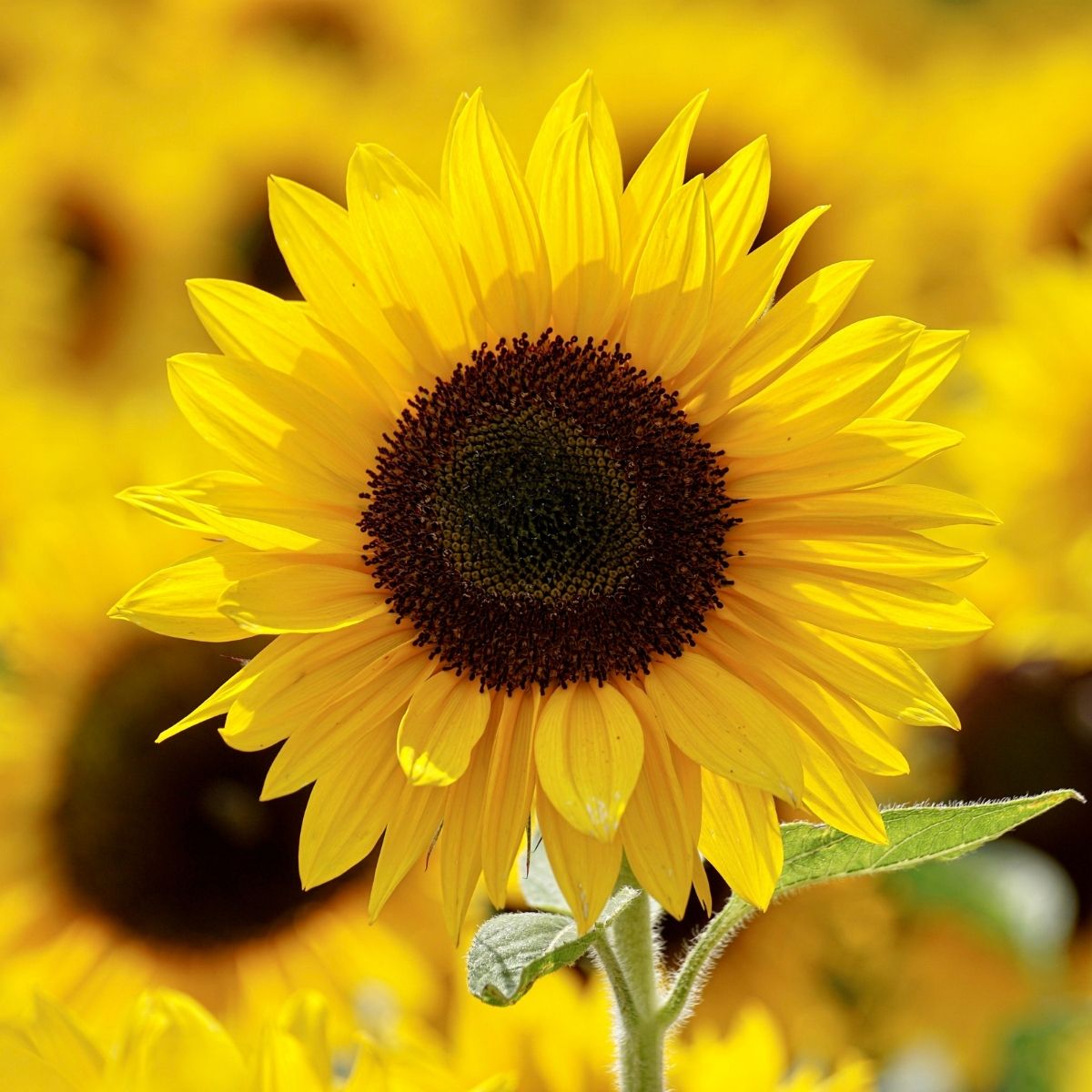 Golden Sunflower Wildflower Garden Confetti Seed Balls