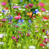 Annual Wildflower Garden Confetti Seed Balls