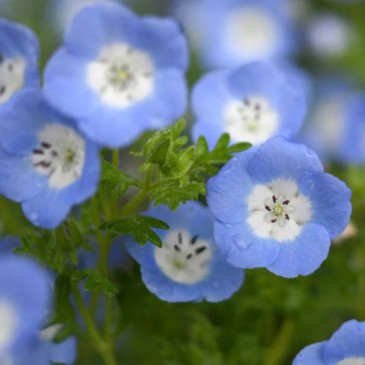 Annual Wildflower Garden Confetti Seed Balls