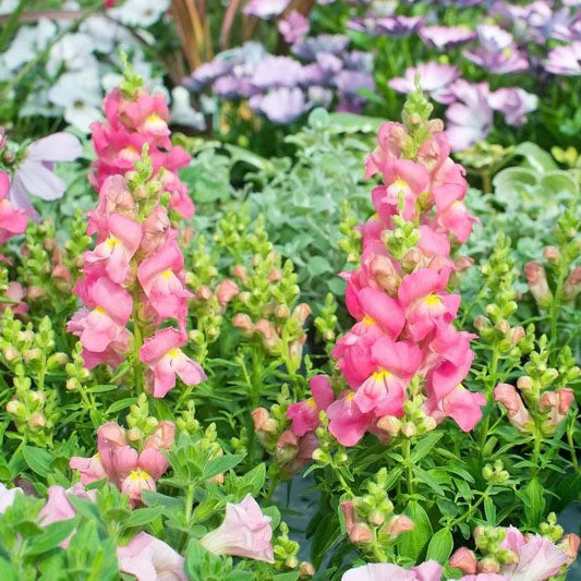 Drought-Tolerant Wildflower Garden Confetti Seed Balls