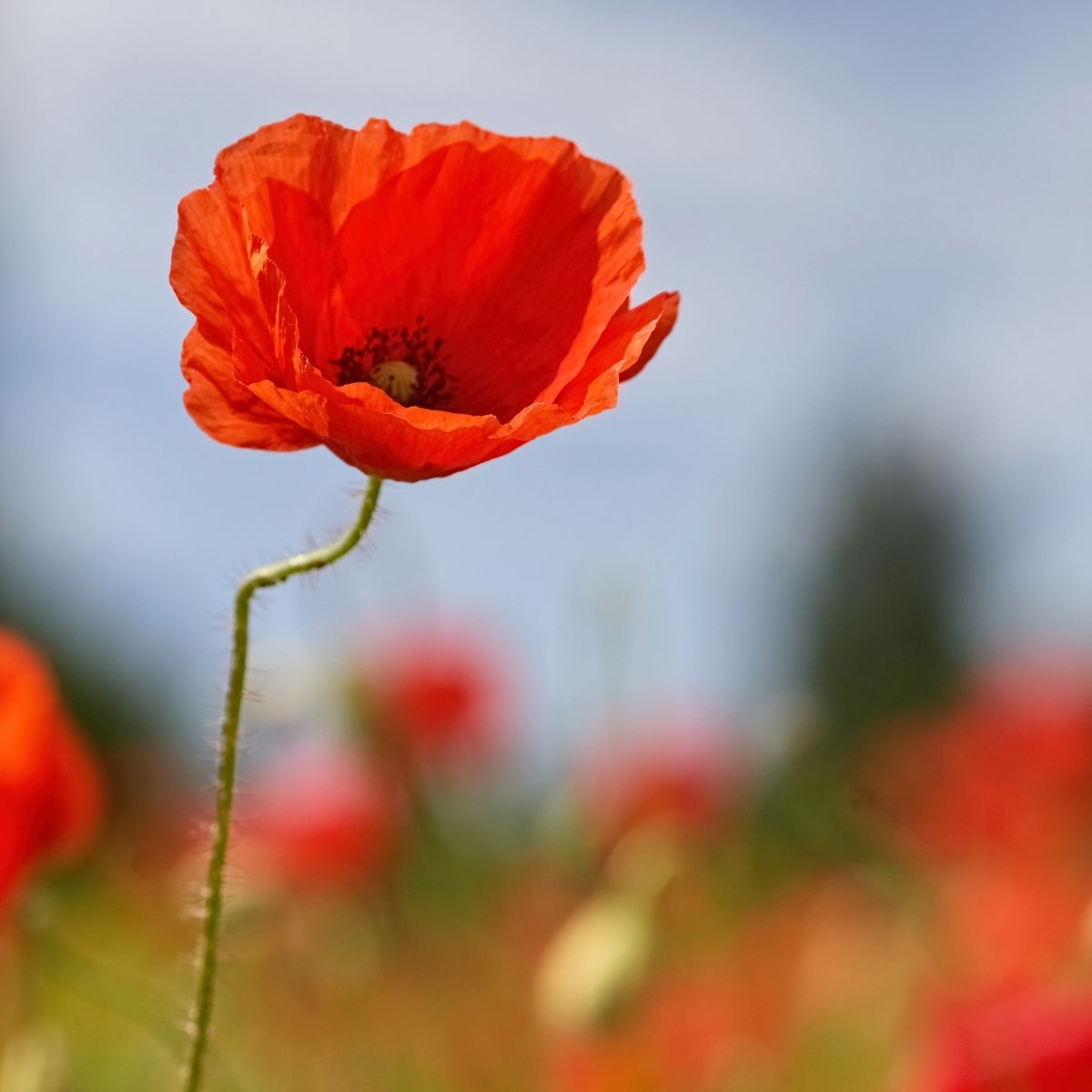 Red Poppy Wildflower Garden Confetti Seed Balls