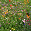 Midwest Wildflower Garden Confetti Seed Balls