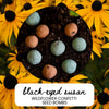 Black-Eyed Susan Wildflower Garden Confetti Seed Balls